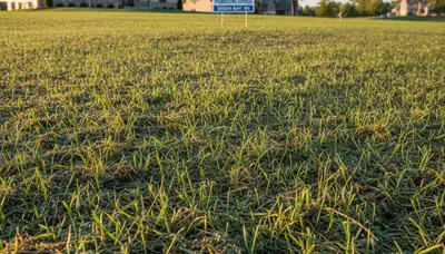 Hydroseeded lawn germination with vibrant grass seedlings in Green Bay, WI by Chop Chop Landscaping