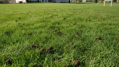 Green Bay WI lawn recovering after professional aeration showing thicker, healthier turf growth