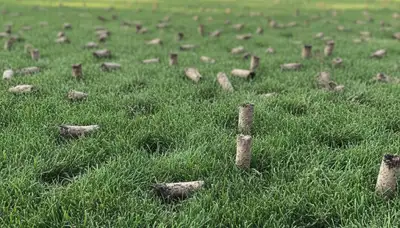 Close-up of lawn aeration soil core plugs on treated grass by Chop Chop Landscaping in Green Bay, WI